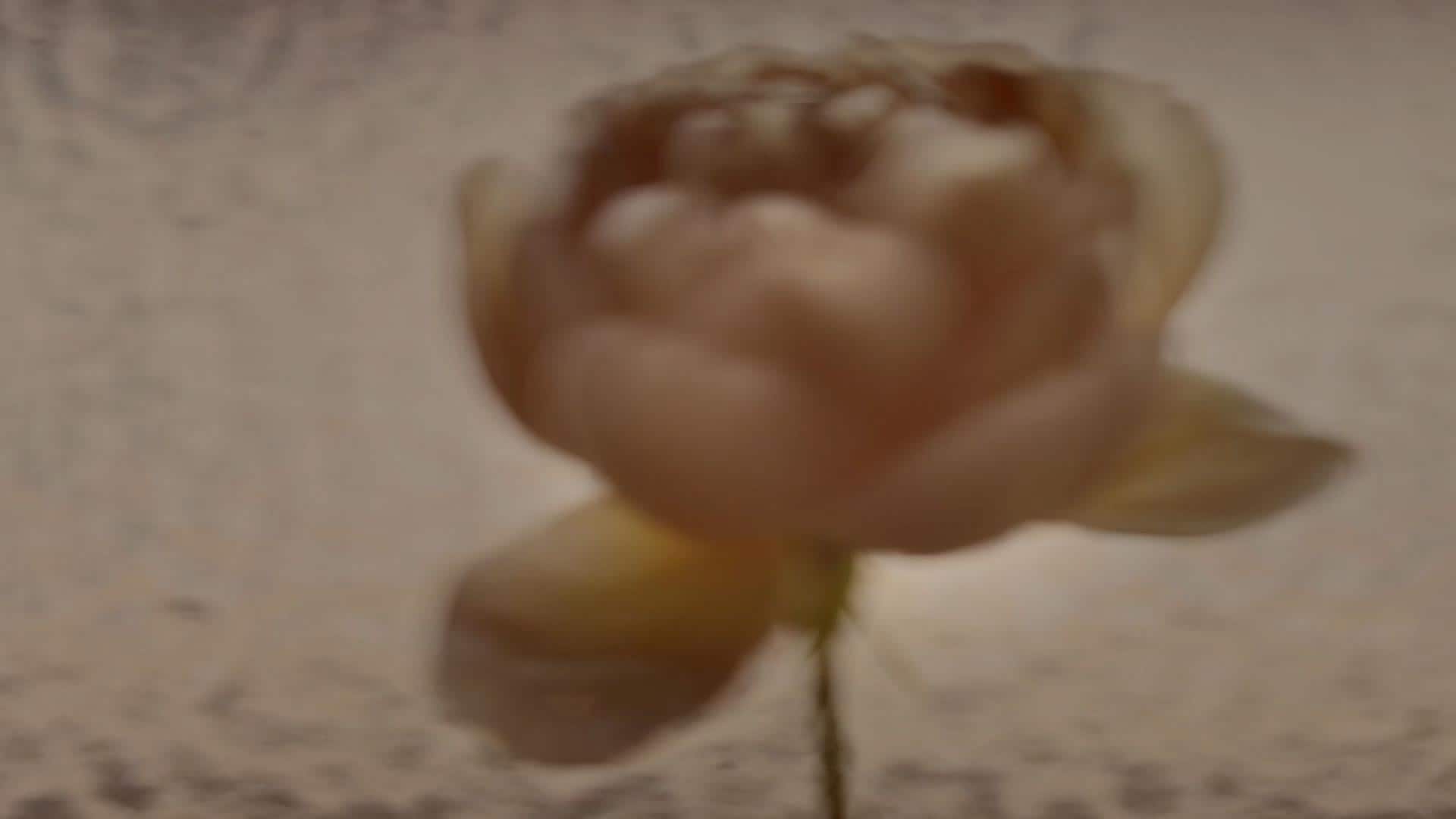 Gauche : image abstraite en mouvement de lumière et d’ombres passant sur une rose. Droite : diverses plantes et huiles essentielles dans un atelier.